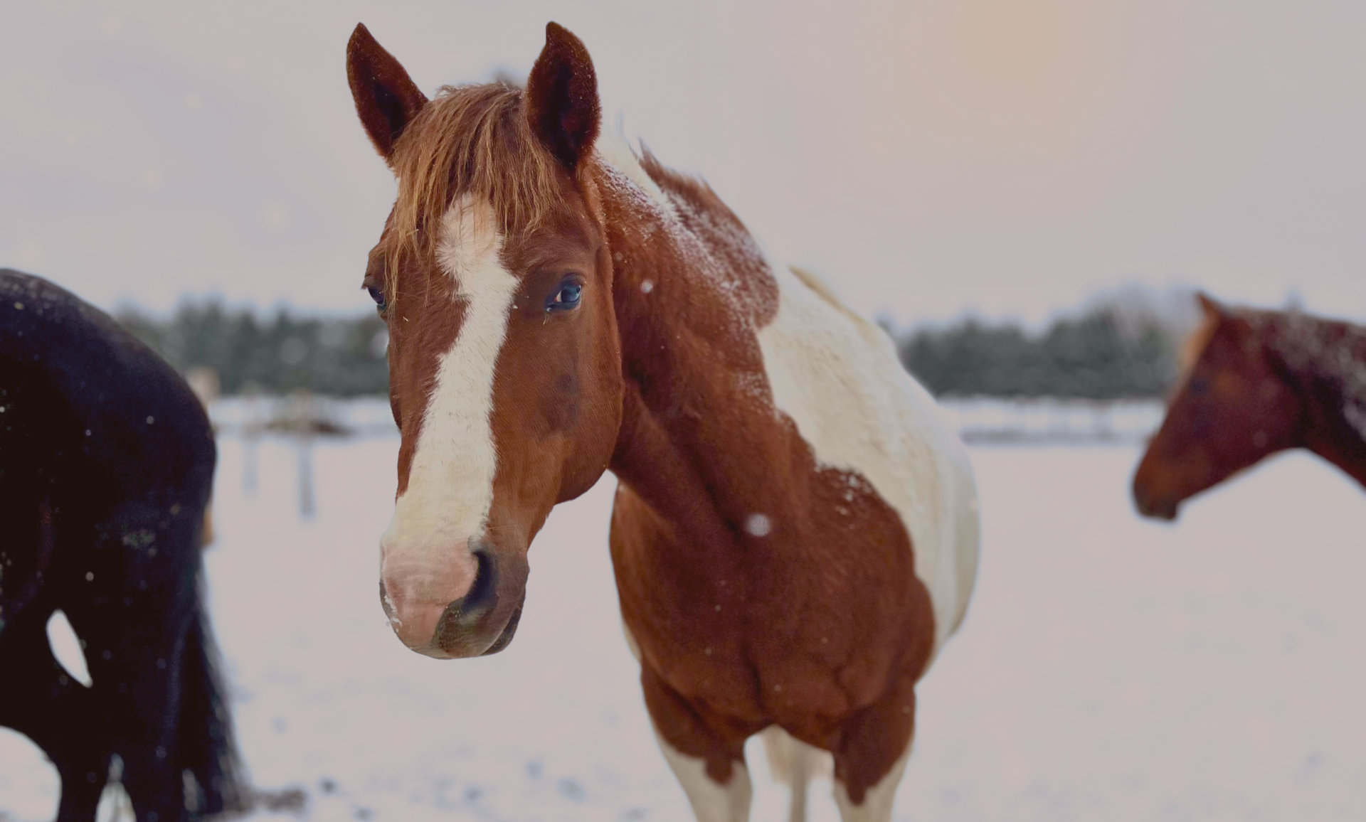 Chevaux du Ranch dans un paysage hivernal de la Montérégie
